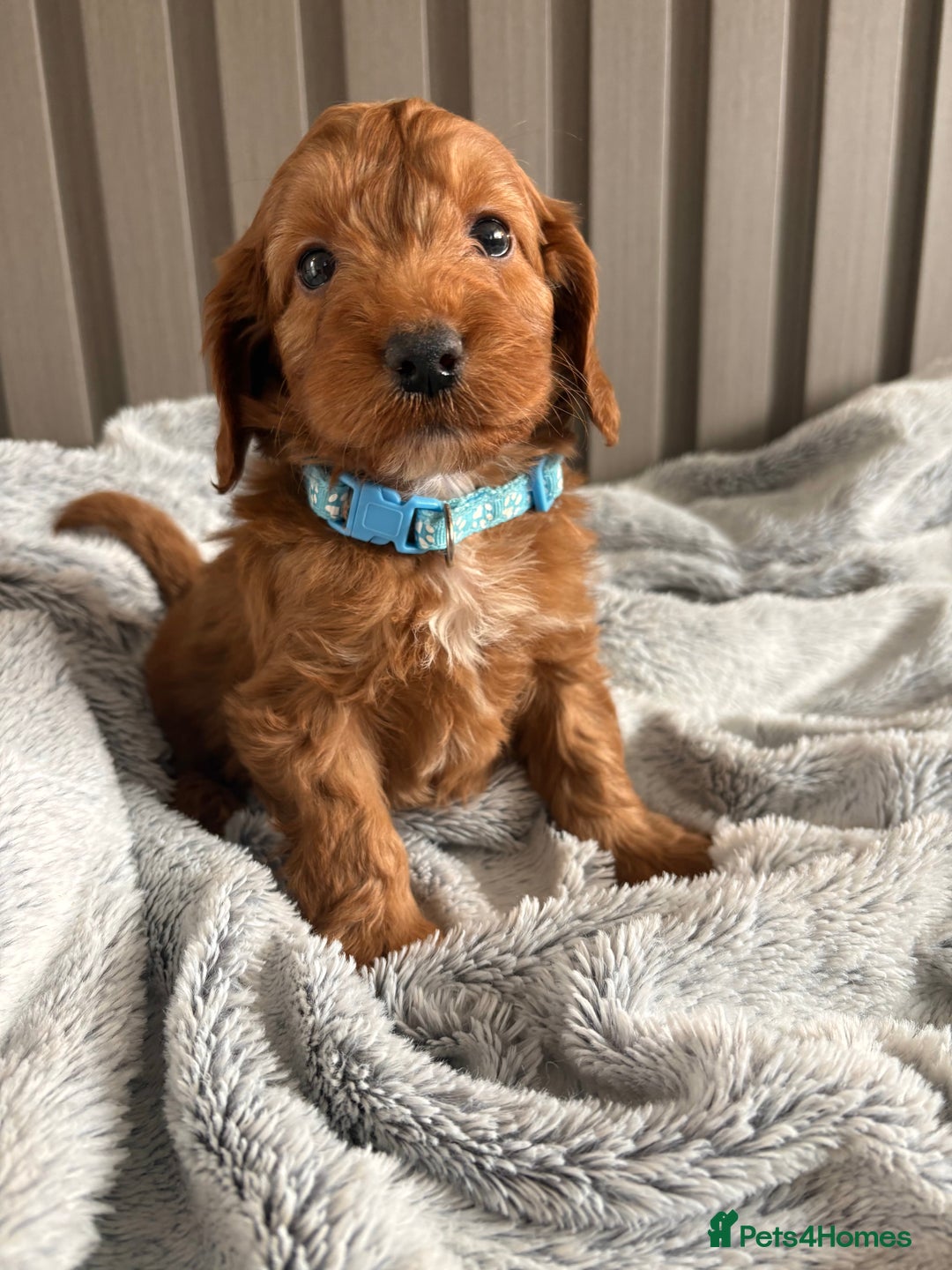 Cockapoo dogs for sale: Health Tested Fox Red Cockapoo  - Image 11