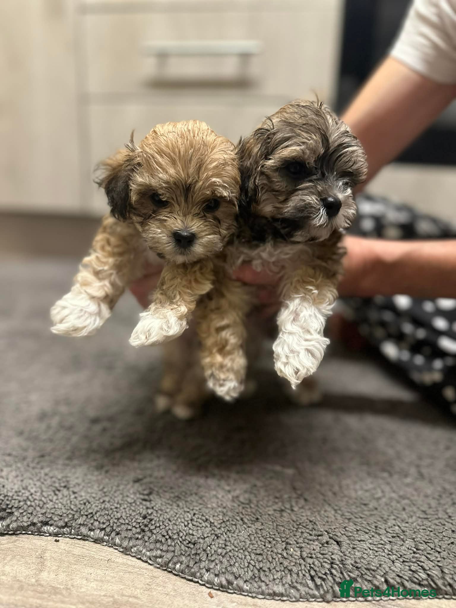 Maltipoo dogs MALTIPOO 🥰🥰 READY TO LEAVE  - Advert 3