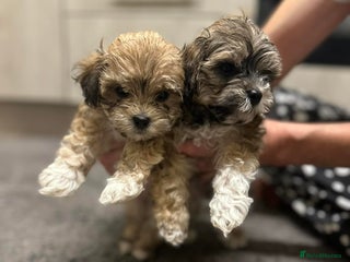 Maltipoo dogs MALTIPOO 🥰🥰 READY TO LEAVE - Advert 14