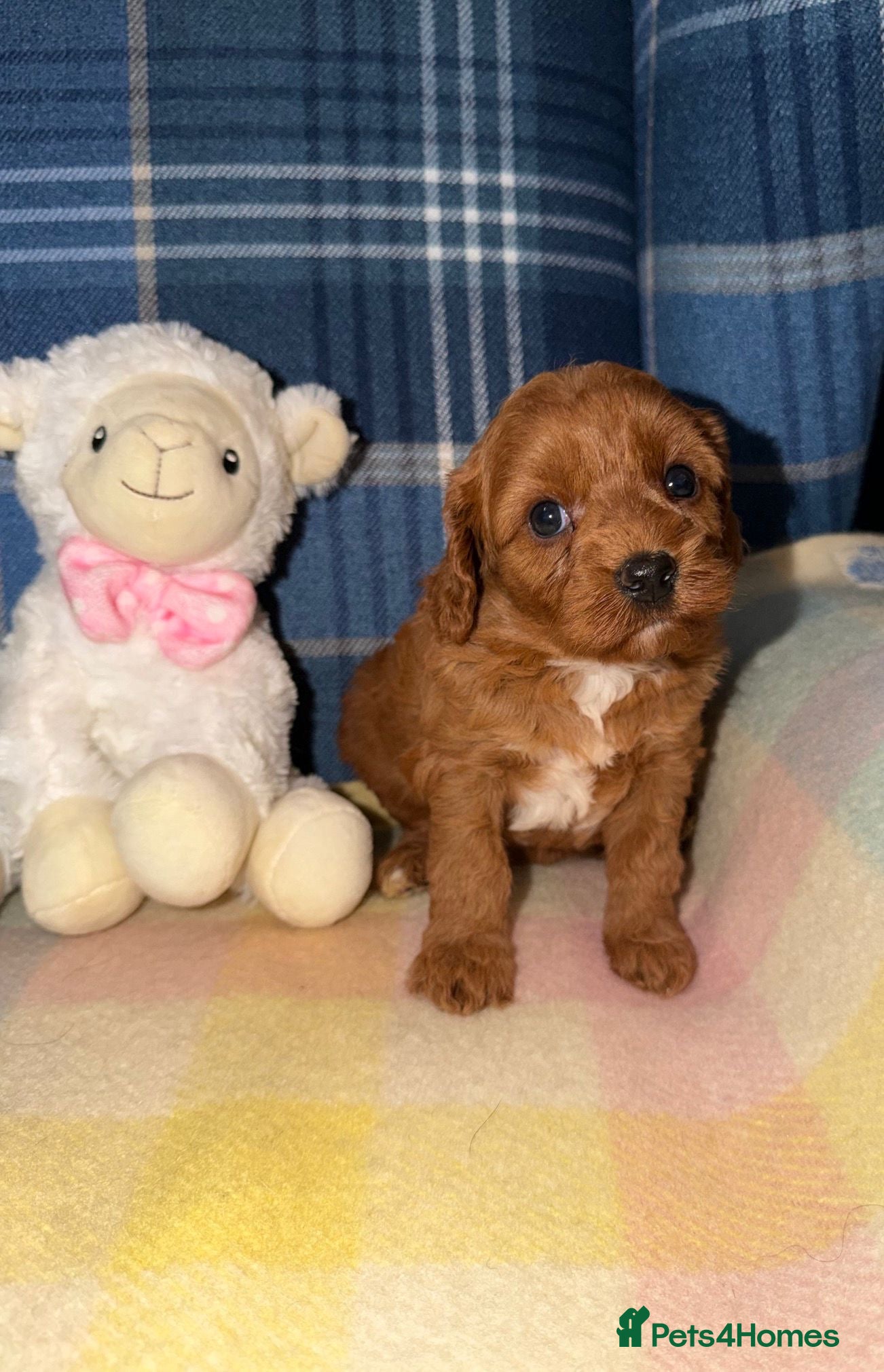 Cavapoo dogs for sale: Stunning Red Cavapoo Puppies - Advert 5