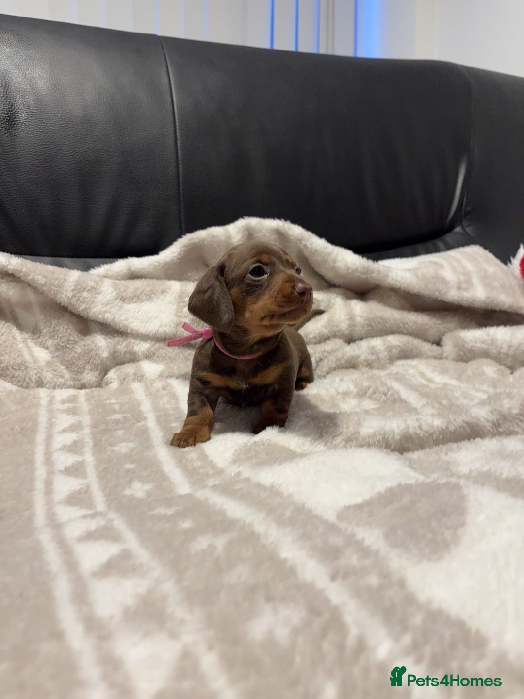 Miniature Dachshund dogs for sale: Miniature Dachshund Puppies Chocolate and Tan KC - Advert 20