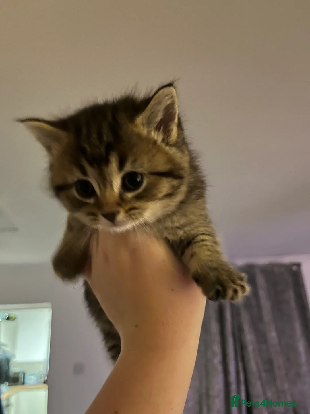 Mixed Breed cats for sale:  2 mixed breed kittens  - Advert 4