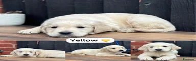 Yellow Collar Boy
