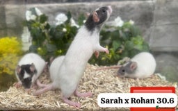 Rat rodents for sale: Baby and young rats ready now. Sheffield - Image 29