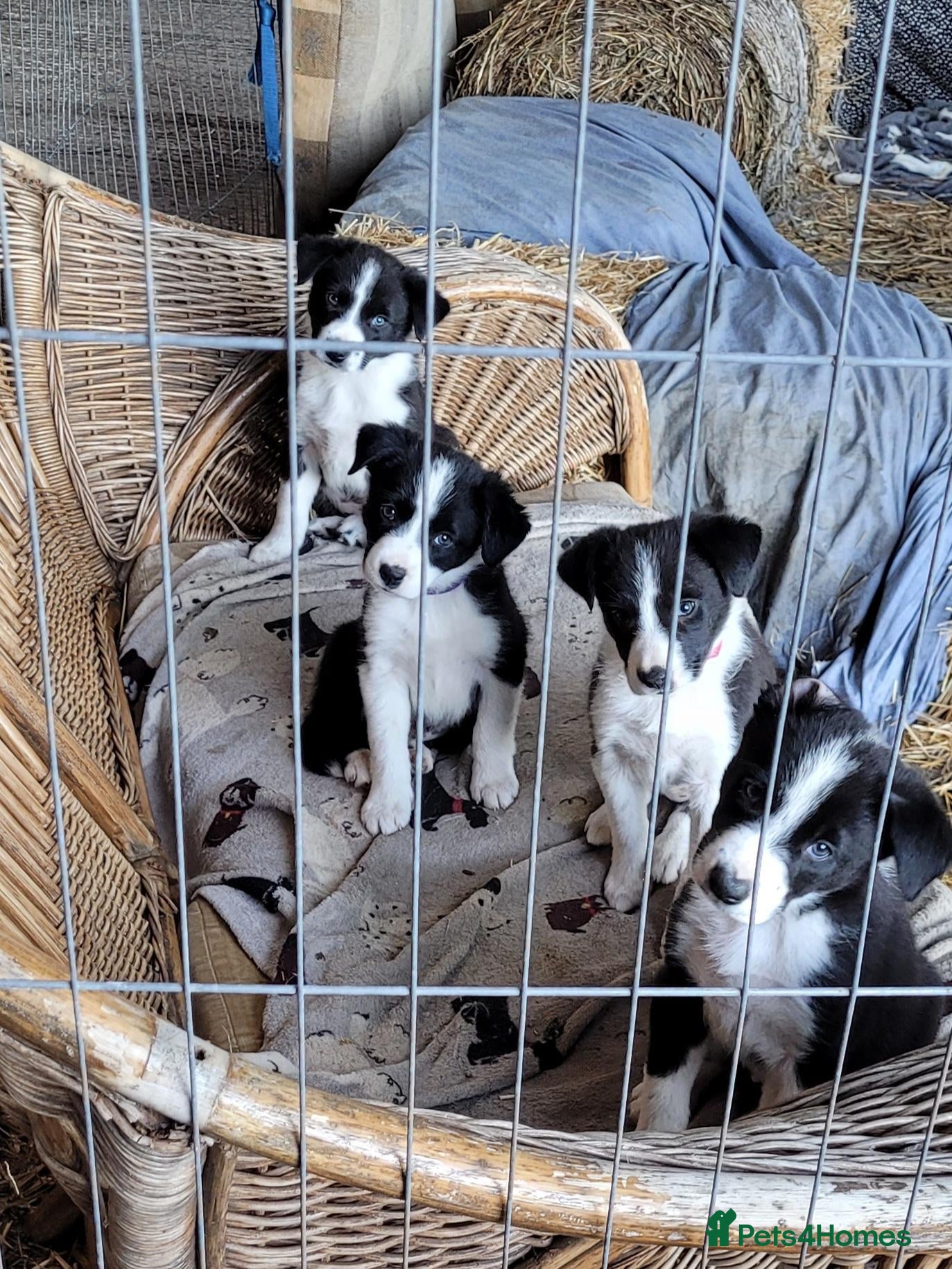 Border Collie dogs Gorgeous Border Collie Pups - Advert 2