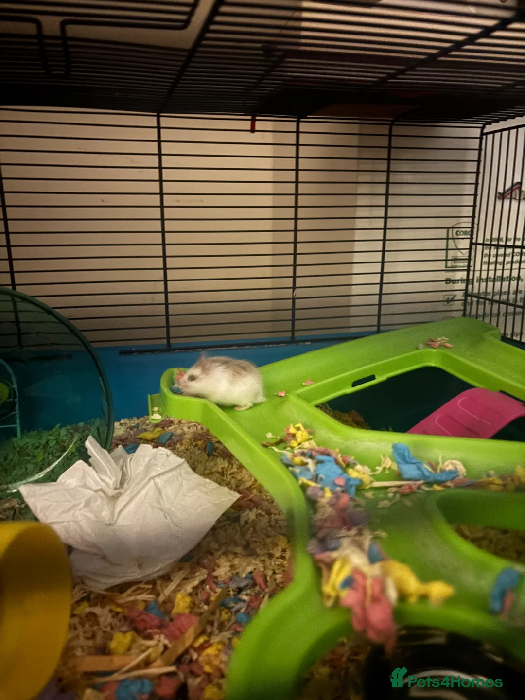 Hamster rodents for sale: 6-week-old Roborovski hamster with full setup in Bristol - Advert 2