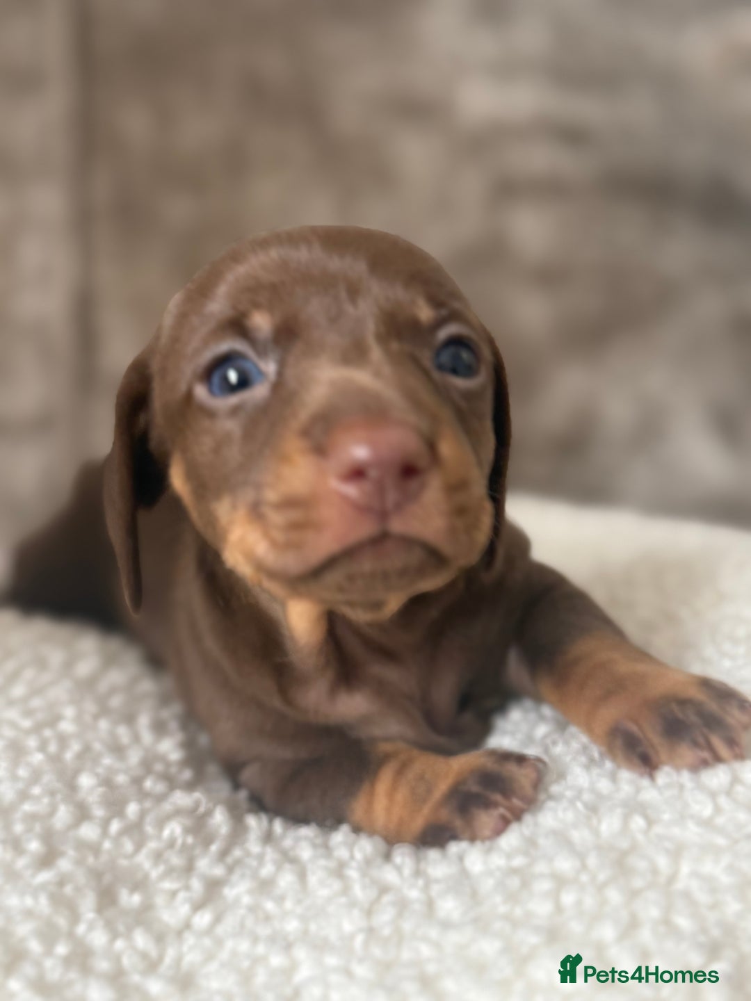 Dachshund dogs for sale: 🌭🌭🌭🌭🌭🌭🌭little dachshunds🌭🌭🌭🌭🌭  - Image 26