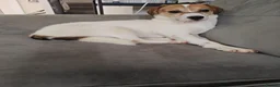 Mixed Breed dogs for adoption: Bagel for adoption in Walsall - Advert 8