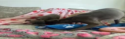 Italian Greyhound dogs for sale: KC Italian greyhound puppies 🏡 ready now - Advert 28