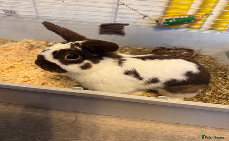 Mixed Breed rabbits in Waltham Cross - Advert 17