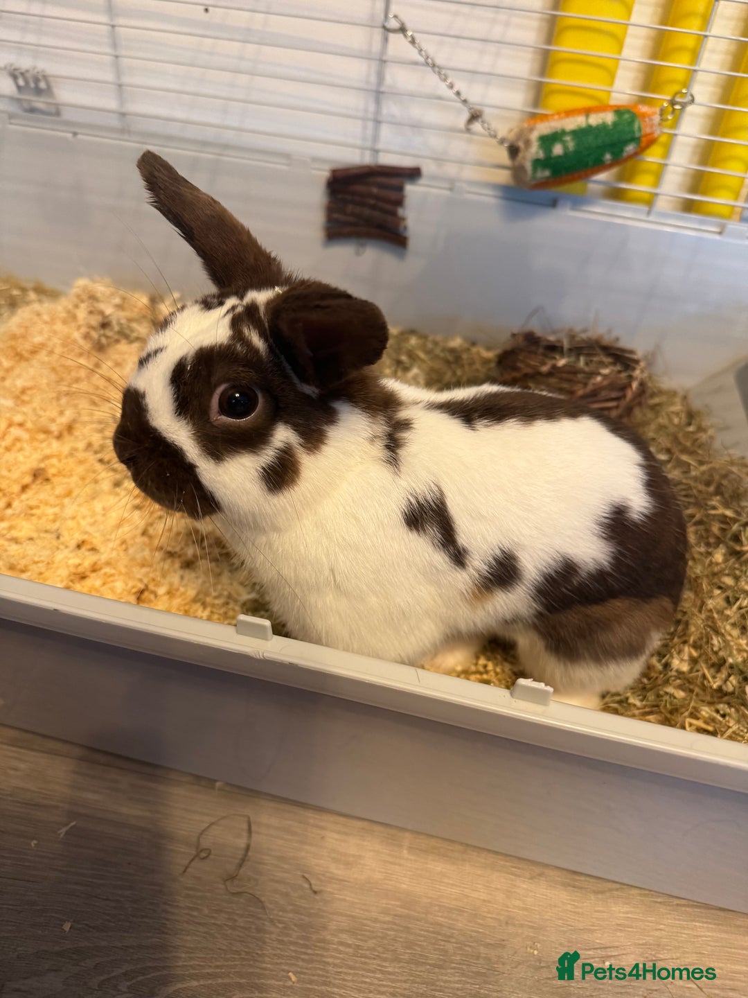 Mixed Breed rabbits for sale: 5 months old - Rabbit for sale in Waltham Cross - Image 1