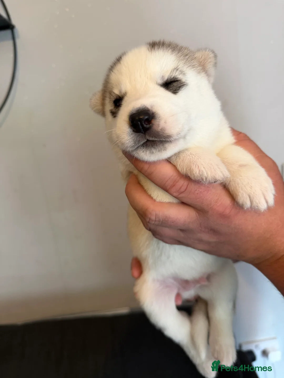 Siberian Husky dogs for sale: Siberian Husky  - Advert 2