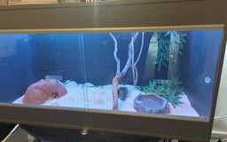Corn Snake reptiles for sale: Adult Corn Snake - Image 4