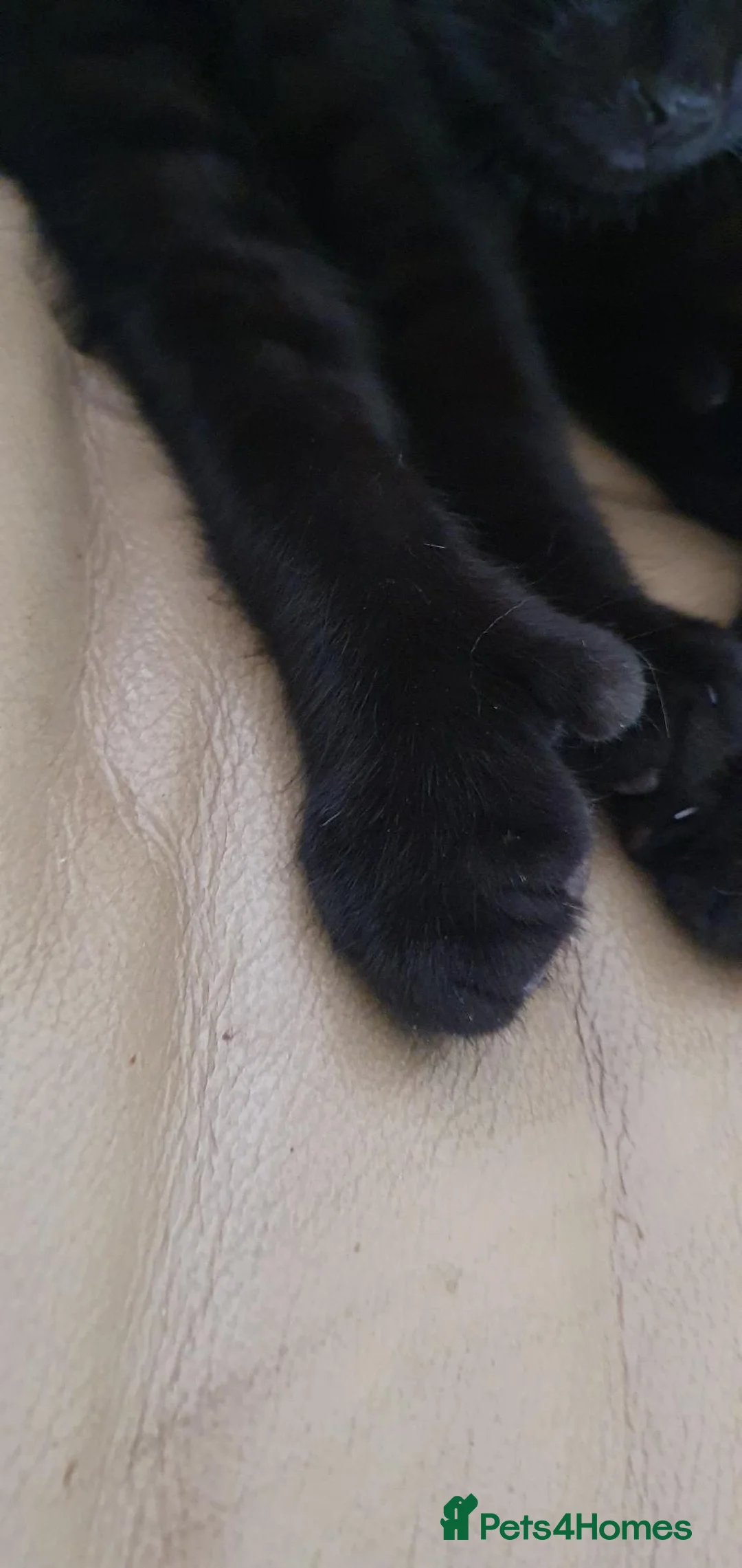 Mixed Breed cats for sale: Polydactyl Bengal x Maine coon - Advert 2