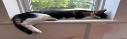 Mixed Breed cats for sale: Beautiful Unique Kittens Now Available to Reserve in Salisbury - Advert 33