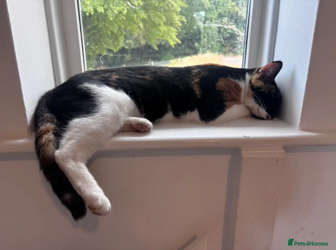 Mixed Breed cats for sale: Beautiful Unique Kittens Now Available to Reserve in Salisbury - Advert 33