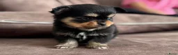 Pomchi dogs for sale: Pomchi puppy 1 GIRL LEFT READY NOW  - Advert 10