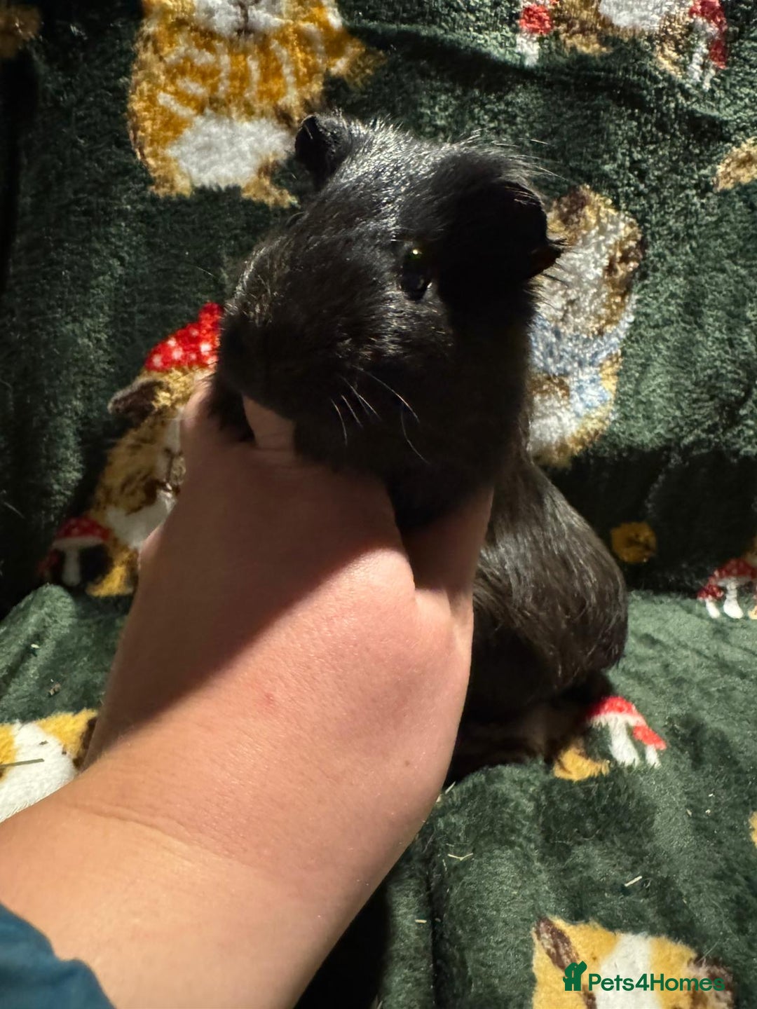 Guinea Pig rodents for sale: Beautiful Baby Guineapigs  - Image 9