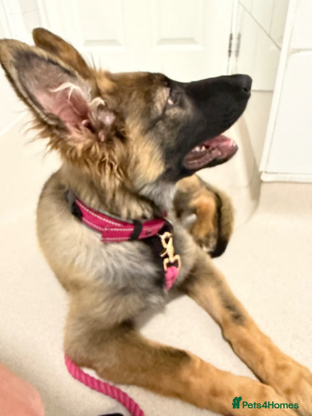 German Shepherd dogs for sale: German Shepherd Female Sable Puppy  - Advert 2