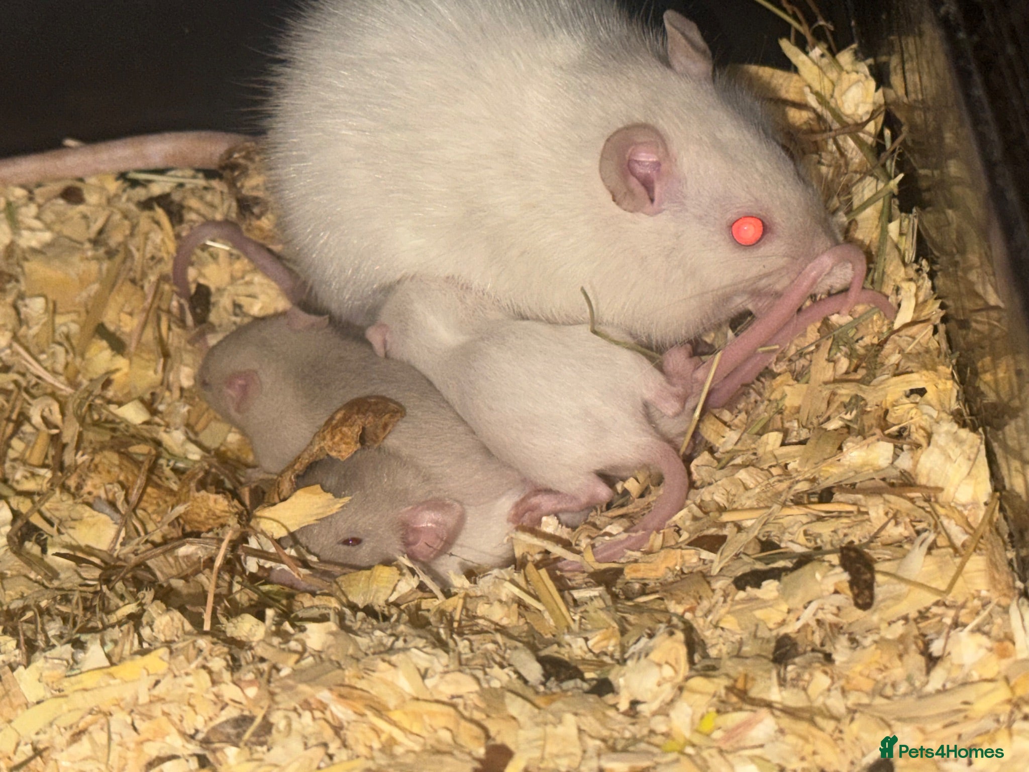 Rat rodents Dwarf rats  - Advert 2