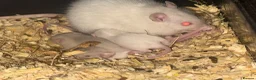 Rat rodents for sale: Dwarf rats  in Hull - Advert 1