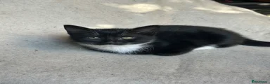 Kitten 1