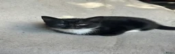 Mixed Breed cats for sale: Kitten in Bradford - Advert 4