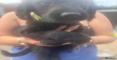 Labradoodle dogs - Advert 3