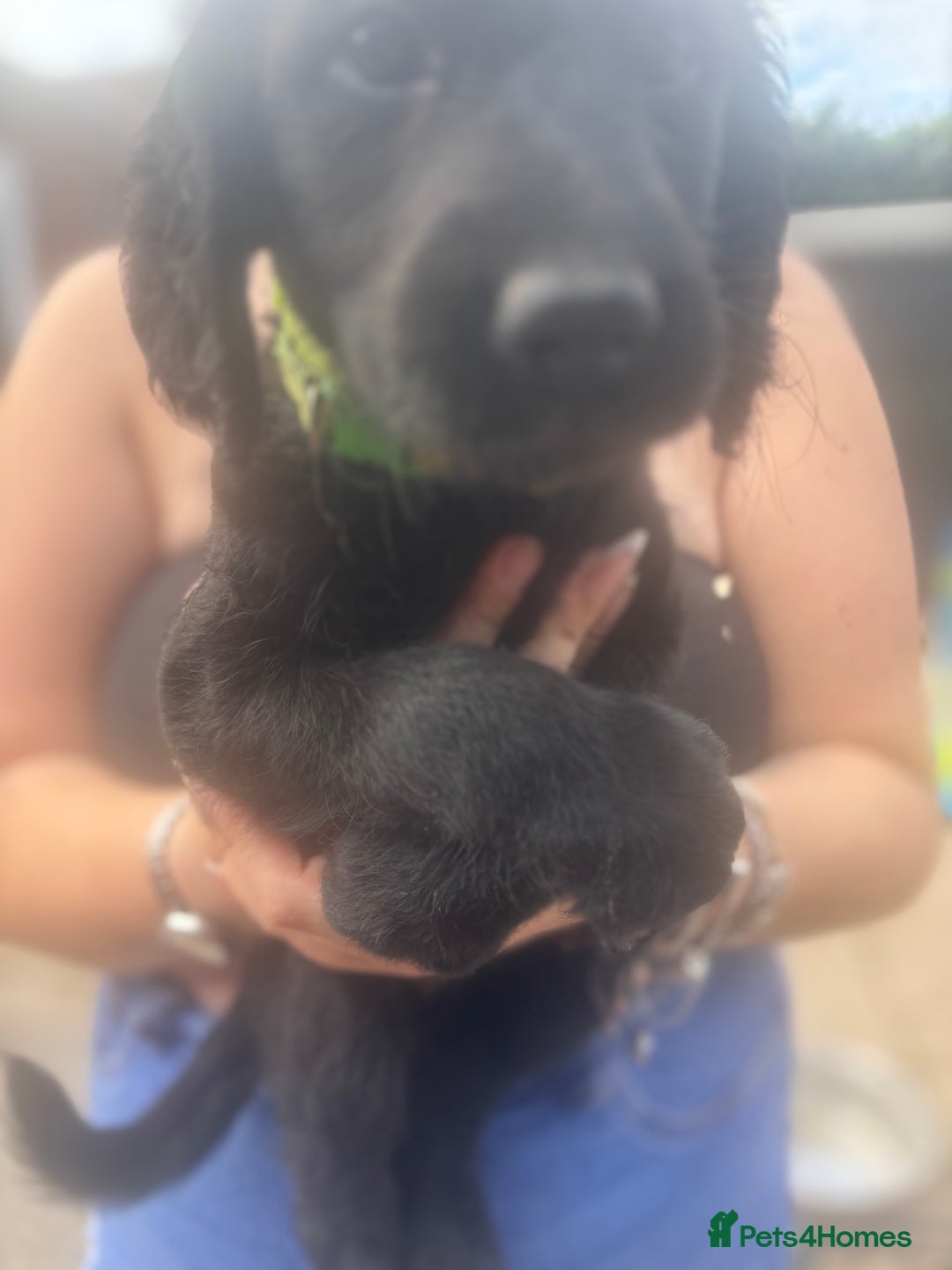 Labradoodle dogs for sale: f1 labradoodles  - Image 2
