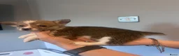 Welsh Corgi Pembroke dogs for sale: Beautiful Pembroke Welsh Corgi Puppies  in Chesterfield - Advert 5