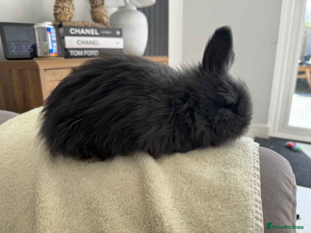 Angora rabbits for sale: Full face Angora babies - Advert 2