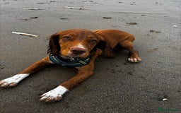 Cocker Spaniel dogs for sale: cocker spaniel  - Image 3