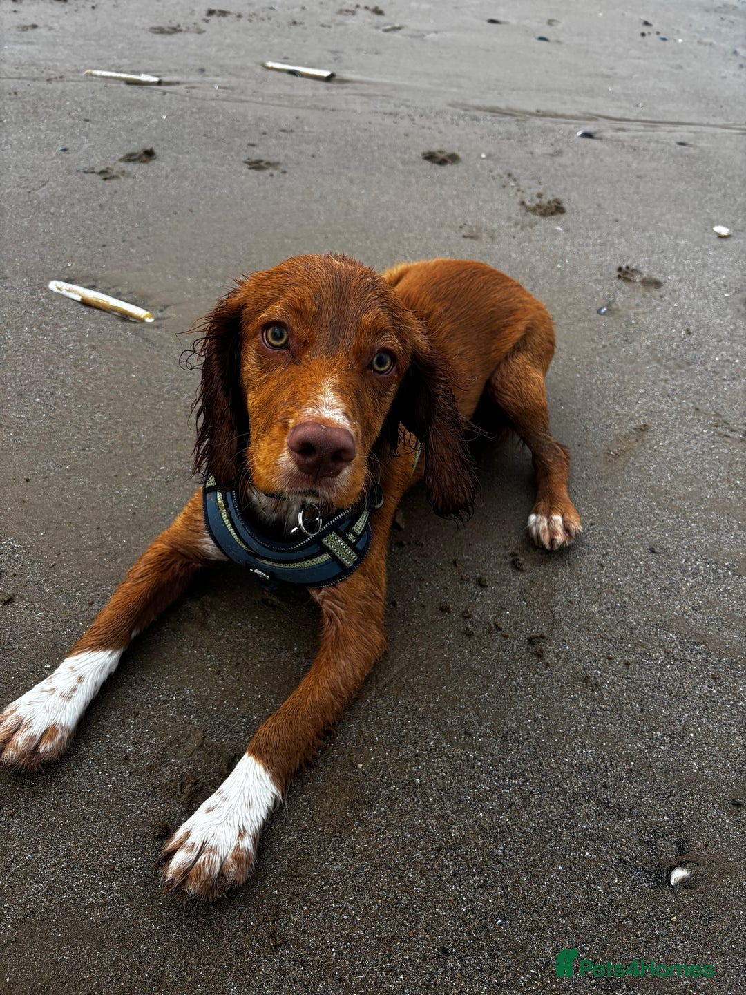 Cocker Spaniel dogs for sale: cocker spaniel  - Image 3