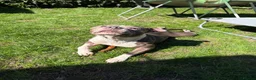 Staffordshire Bull Terrier dogs for sale: Female for rehoming  in Lincoln - Advert 5