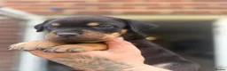 Mixed Breed dogs for sale: 9 Rottweiler catahoula bully puppies  - Advert 8