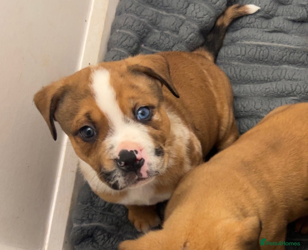 Mixed Breed dogs for sale: 3 beautiful puppies available  - Advert 1