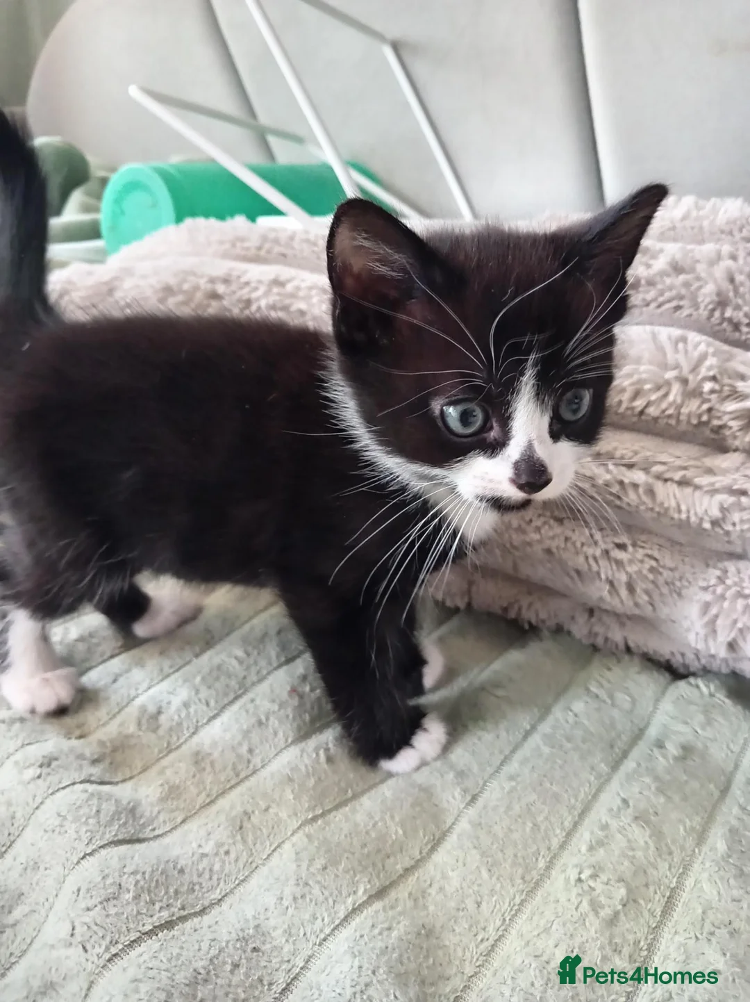 Mixed Breed cats for sale: Beautiful tuxedo boy kitten  - Advert 2