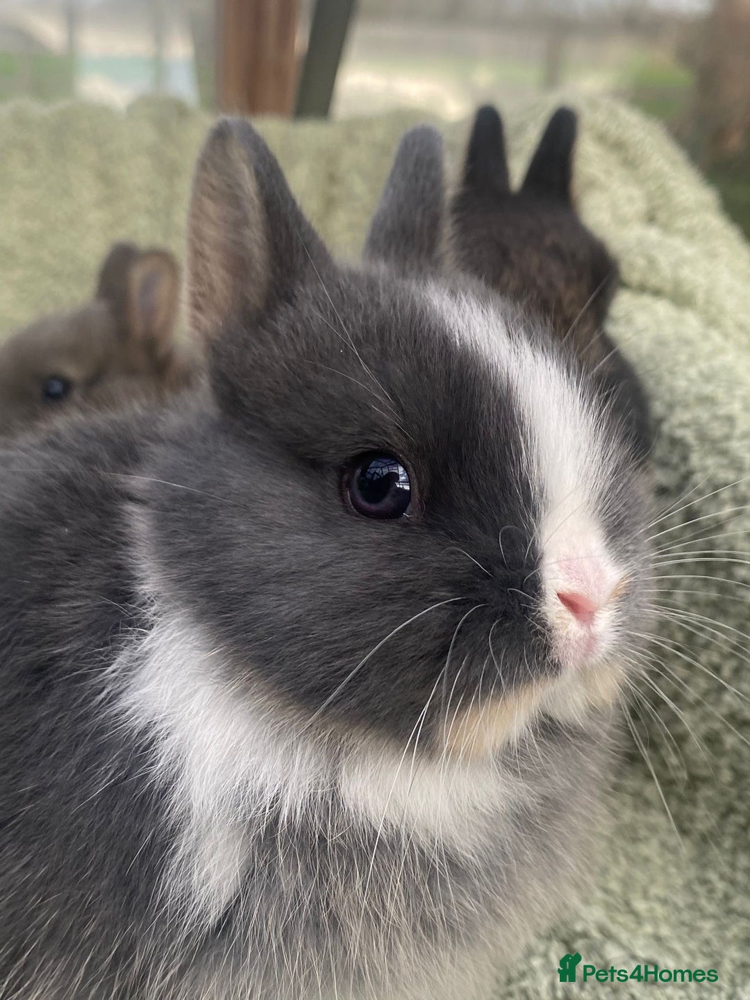 Netherland Dwarf rabbits for sale: 4 x Netherland Dwarf rabbits for sale - Advert 4