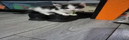 British Shorthair cats for sale: 8 beautiful kittens- ready to go - Advert 8