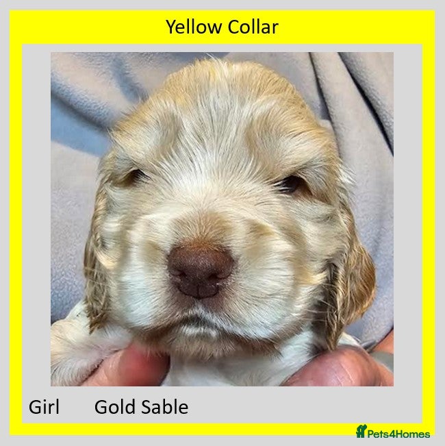 Cocker Spaniel dogs Gorgeous KC Show Cocker Spaniels, 4 boys & 1 girl - Advert 2