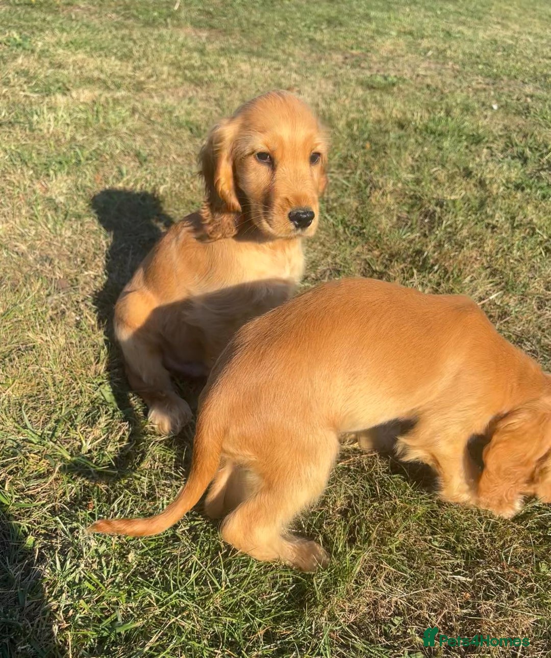 Cocker Spaniel dogs for sale: Cocker spaniel puppies for sale  - Image 9