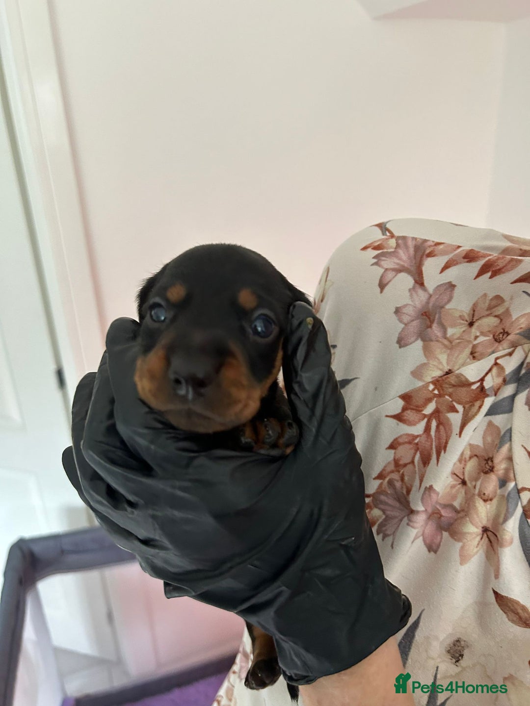 Dachshund dogs for sale: Dachshund puppies  - Advert 3