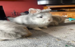 English Lop rabbits for sale: Beauitful Double Mane lop and dwarf double mane in Spalding - Image 14