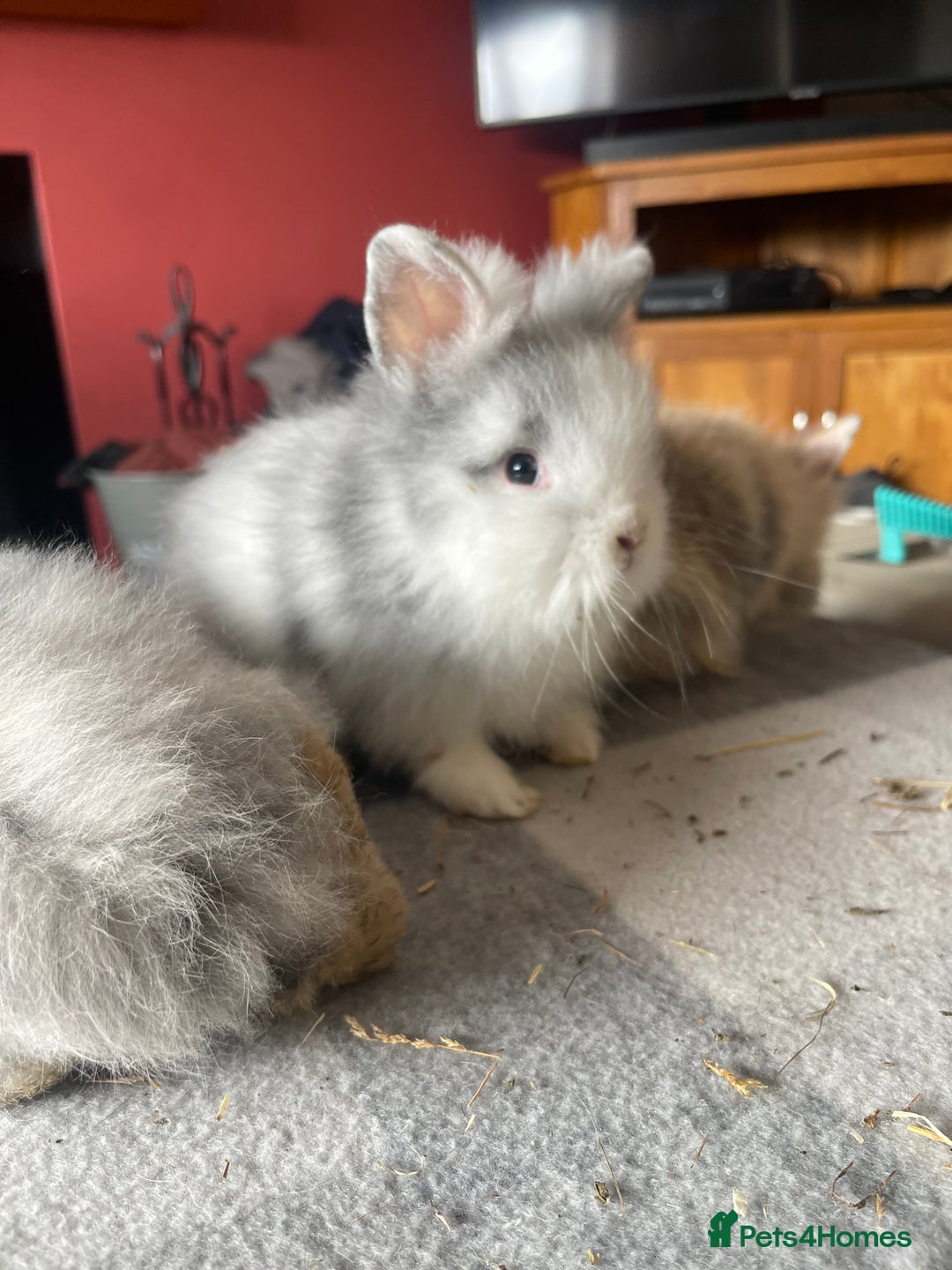 English Lop rabbits for sale: Beauitful Double Mane lop and dwarf double mane in Spalding - Image 14