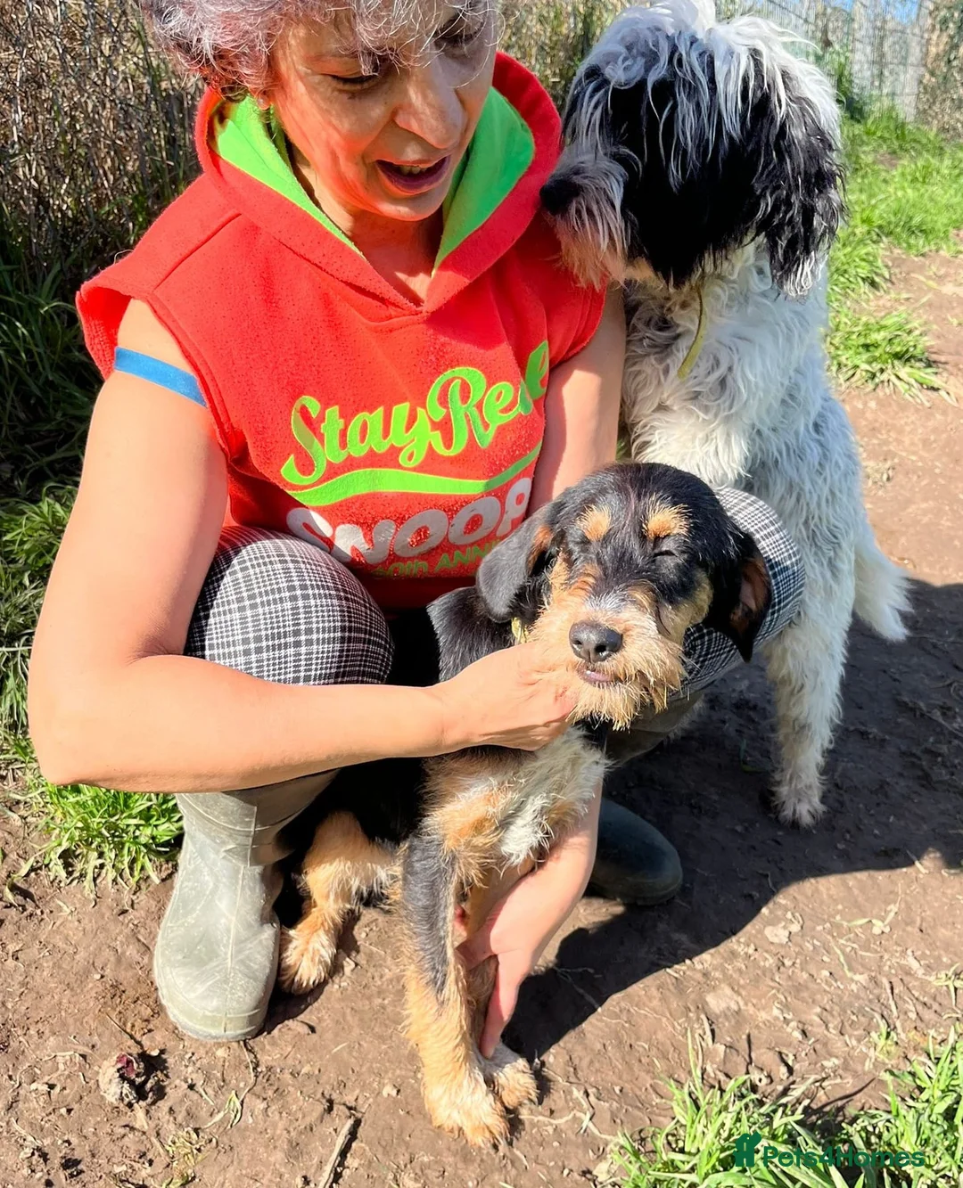 Mixed Breed dogs for adoption: Betsy - a gorgeous wirehaired girl in Matlock - Advert 12