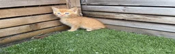 Mixed Breed cats for sale: 5 beautiful kittens - ready to leave now  - Advert 11