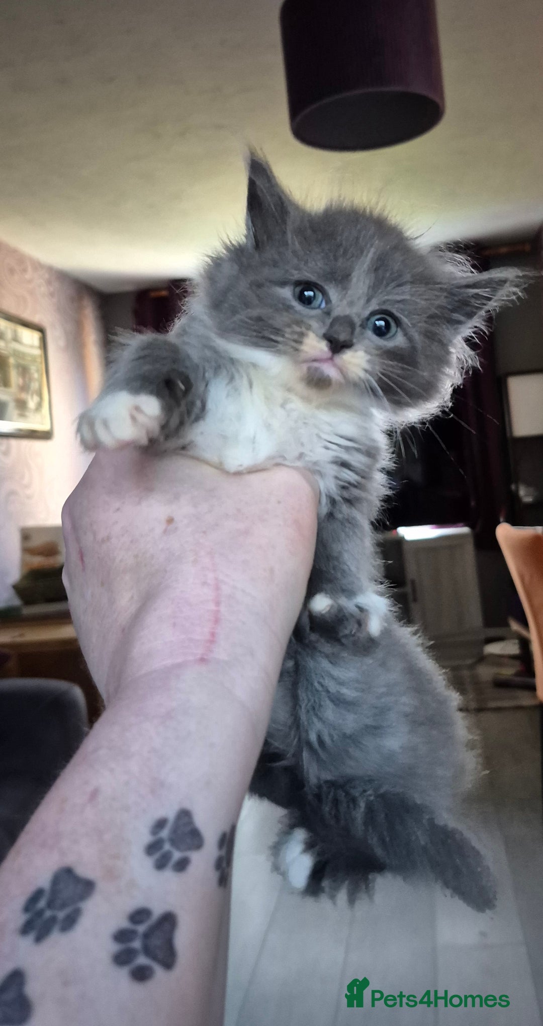 Siberian cats for sale: 5 stunning Siberian dolls! - Advert 11