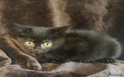 Ragdoll cats for sale: Beautiful Ragdoll cross kittens  - Image 3