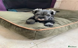 Miniature Schnauzer dogs for sale: miniature schnauzer puppy - Image 4