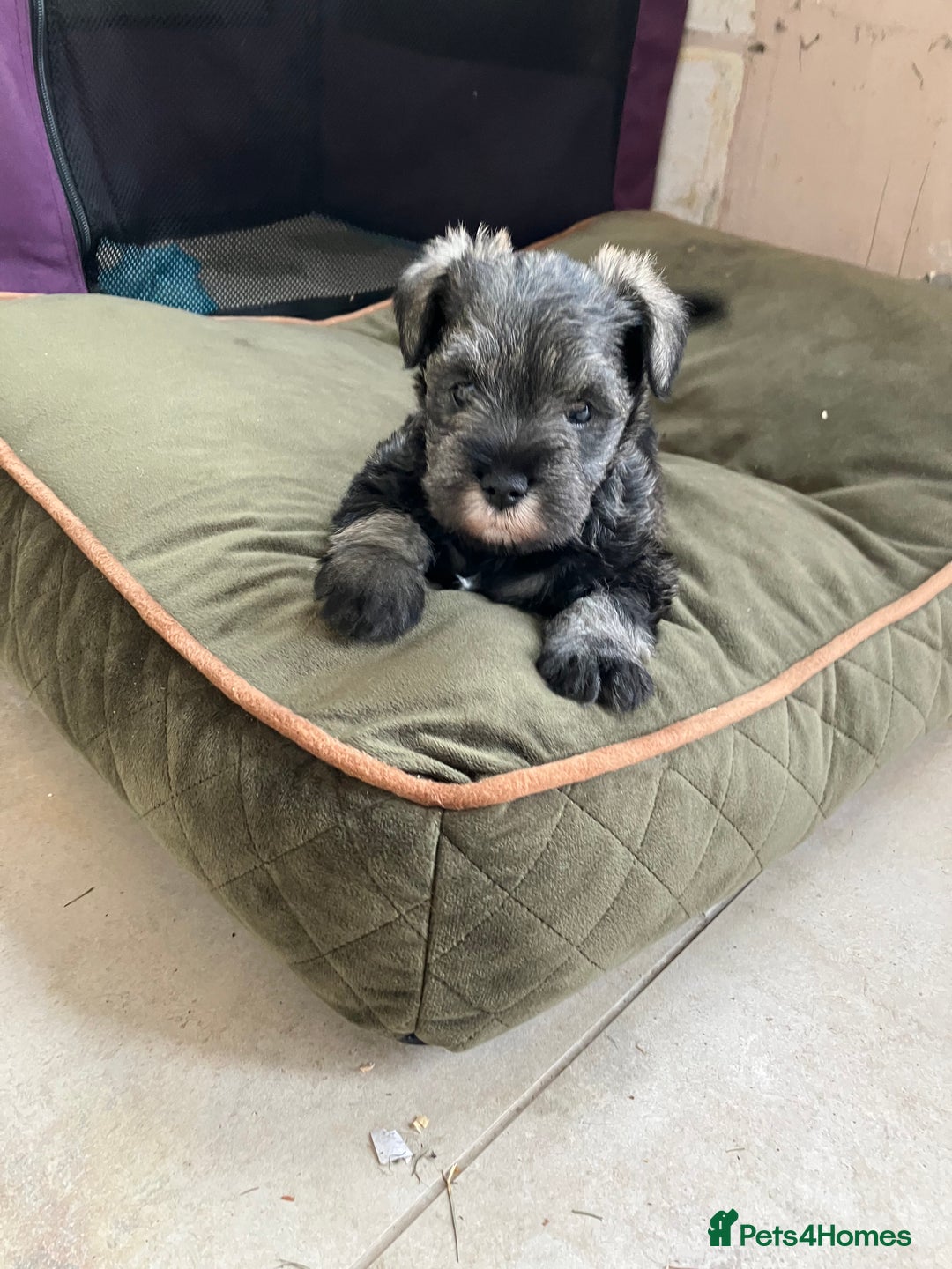 Miniature Schnauzer dogs for sale: miniature schnauzer puppy - Image 4